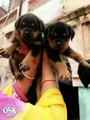 Agra:-- Boxer" Beagle" Saint Bernerd" All Puppeis