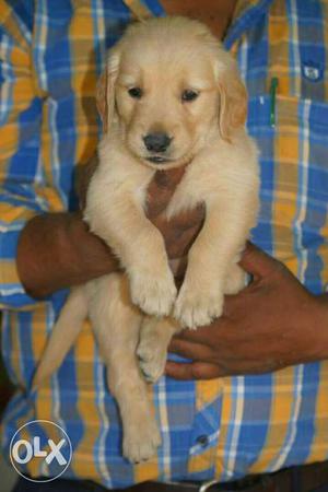 All types of pure breed puppies available