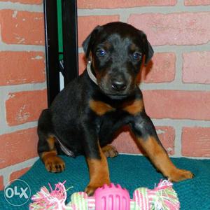 Amazing quality healthy Doberman female Puppy available