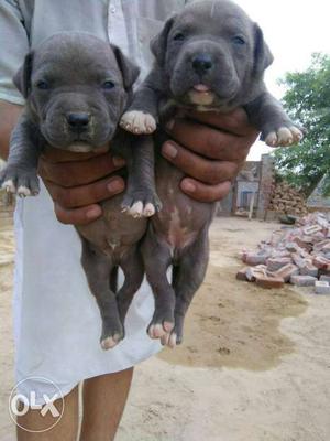 Ambully top qwaly dog show winer father h home