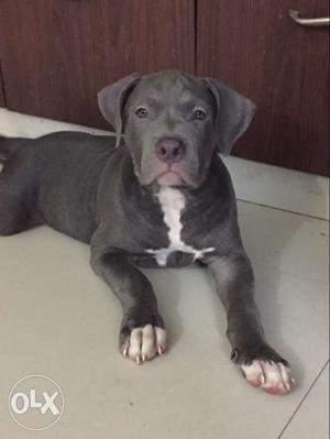 American Bully 2.5 months blue colour top quality