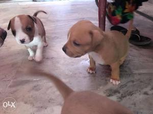 American Pit Bull Terrier Puppies \