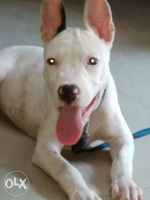 American Pitbull female 3months old all vacation