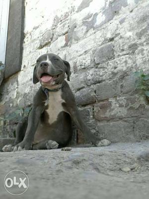 American bully blue female age 2.5 month