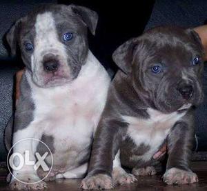 American bully import line pups intrested may