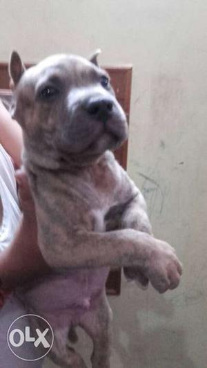 American bully import line pups with blue eyes brindle