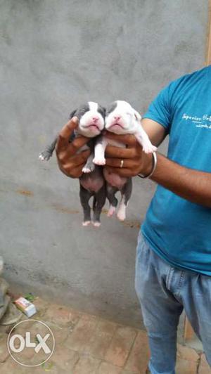 American bully pups Available All pup male