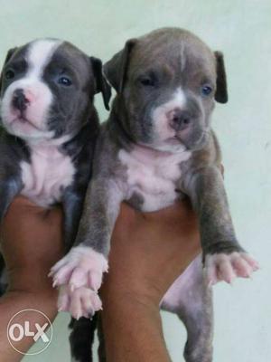 American pitbull male puppy 30 days old top