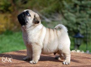 Awesome Cute n Healthy Pug pups available for sale.