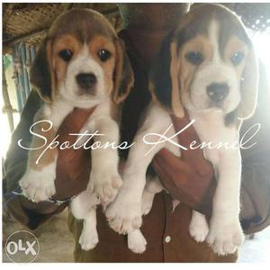 BEAGLE PUPPIES available male and female