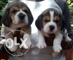 BEAGLE Puppies Available