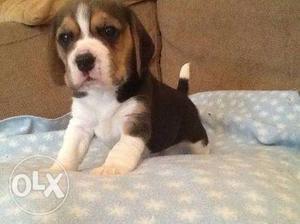 Beagle Tri Color awesome quality puppies for sell