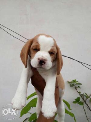 Beagle male Puppy