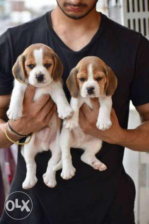 Beagle male puppy available for show home