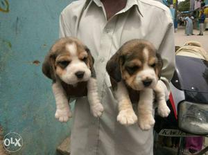 Beautiful Beagle Puppies available