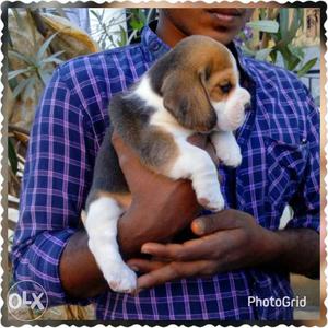 Beautiful Beagle puppies for sale male at 
