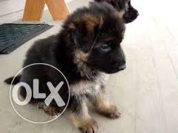 Beautiful and good nature puppies of GERMAN SHPHERD FEMALE