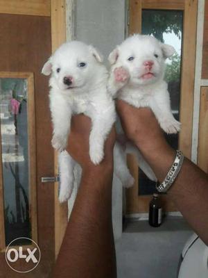 Beauty quality Pomeranian pups