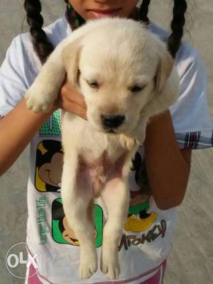 Behadh lovecast healthy labrador puppies all breed pupp