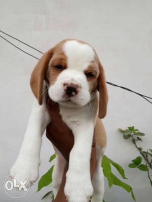Best Quality Beagle male pups. Fixed price