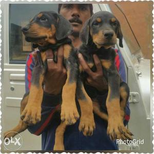 Best quality Doberman puppies male at 