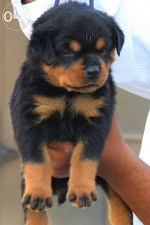 Best quality Rottweiler puppies for sales