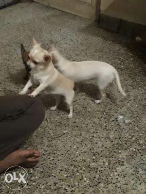 Best quality chihuahua 4 months old, fully