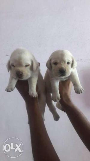 Big head Labrador male pupps available