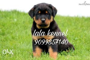 Black And Brown Rottweiler Puppy