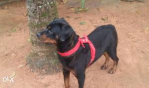 Black And Mahogany Rottweiler With Red Strap Collar