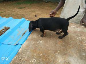 Black And Tan Smooth Dachshund Puppy