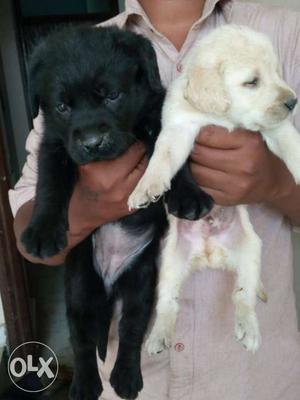 Black And White Labrador Retriever Puppies