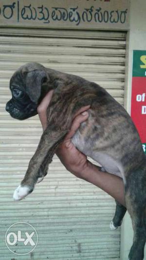 Black Brindle Boxer Puppies available with us.