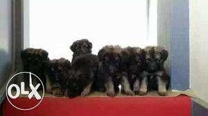 Black Long Coated Puppies