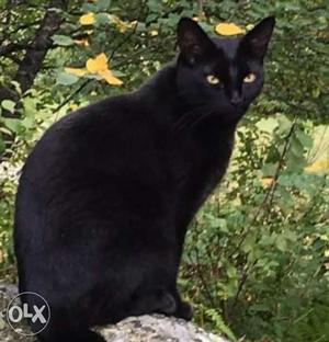 Black Short Coated Cat sell or exchange with pug rottwieler