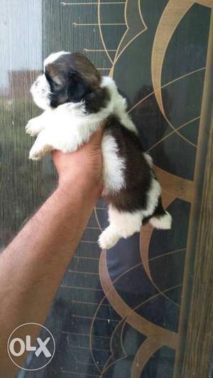 Black, White, And Liver Shih Tzu Puppy all breed pupp