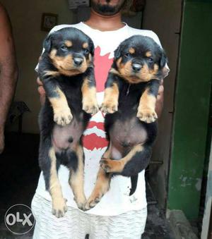 Black-and-brown Rottweiler Puppies awesome quality
