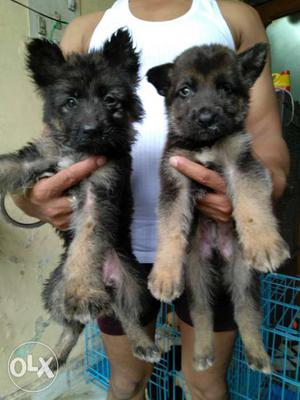 Black-and-tan Double Coat German Shepherd Puppies