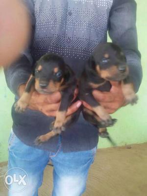 Black-and-tan dashound Puppies all breed pupp available