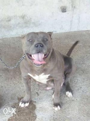 Blue And White American Bully