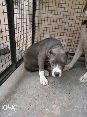 Blue And White American Bully Terrier