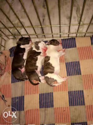 Blue Black-and-white Puppy Litter