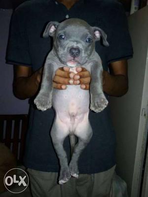 Blue Short Coated Puppy male female