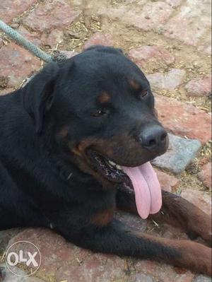 Brown And Mahogany Rottweiler