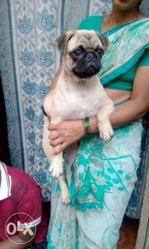 Champion import line pug female for sale all