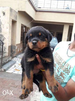 Champion line full heavy head rottweiller male