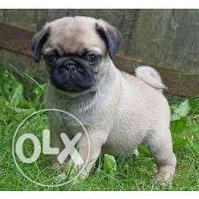 Charming personality (pug cream female) puppies available in