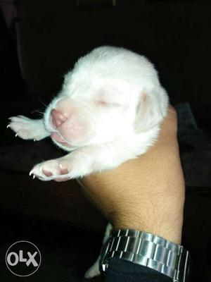 Cream & Black Colour Labrador Retriever Puppies