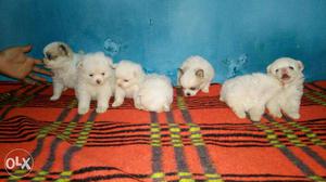 Culture spitz puppies available