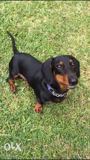 Dacshund 6.5 months old